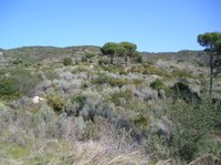 El bosc de Can Miravitges, una comunitat
