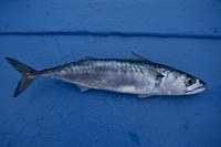 Els peixos: morfologia i funció