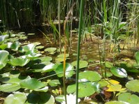 La bassa (CS Primària)