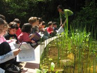 La bassa (E. infantil i CI Primària)
