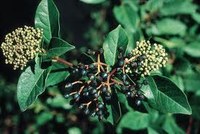 Les plantes i el turó de Can Miravitges