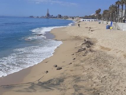 Platja de la Barca Maria.jpg