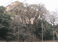 Bellaombra de Ca l’Arnús.gif