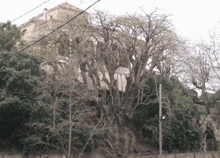 Bellaombra de Ca l’Arnús.gif