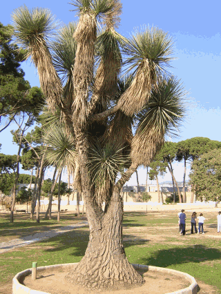 Canelobre (Nolina stricta).gif
