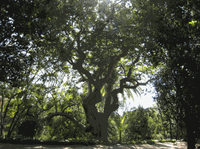 Còcul gros de Ca l’Arnús.gif