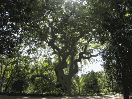 Còcul gros de Ca l’Arnús.gif