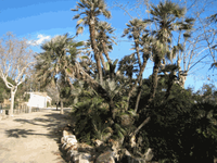 Grup de palmitos de Can Solei (EL drac).gif