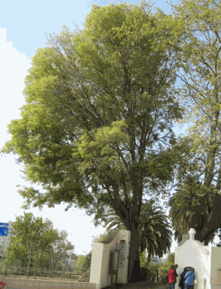 Lledoner de Can Cabanyes.gif