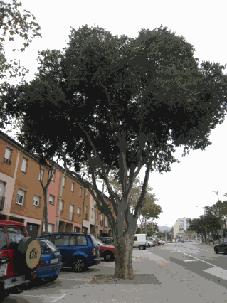 Lledoners del _Independència_Edith Piaf.gif