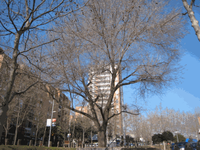 Om de la Rambla de Sant Joan.gif