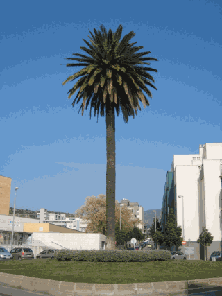 Palmera a Bufalà.gif