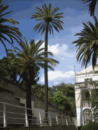 Palmera datilera, Phoenix dactylifera.gif