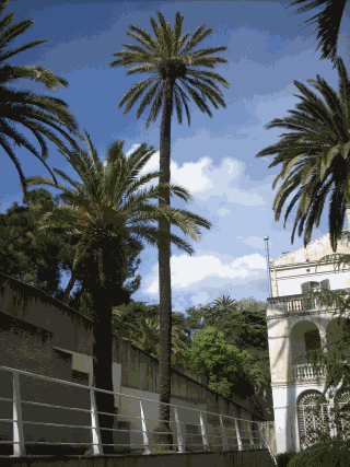 Palmera datilera, Phoenix dactylifera.gif