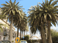 Palmeral de Can Cabanyes.gif