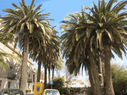 Palmeral de Can Cabanyes.gif