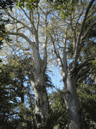 Parella de lledoners de Ca l’Arnús.gif