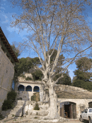 Plàtan de Can Miravitges.gif