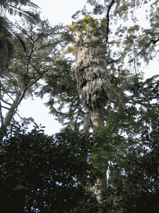 Washingtonia de Ca l’Arnús.gif
