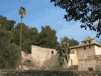 Washingtonia de Can Miravitges.gif