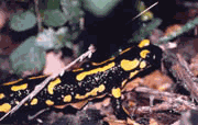 Salamandra.gif.