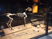 Museu de Badalona. Restes arqueològiques de Baetulo