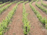 Vinyes de la Masia de Can Coll