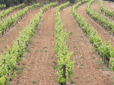 Raïm i vinyes de Can Coll