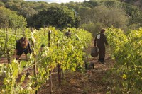 Recuperació de la vinya a la Vall de Betlem