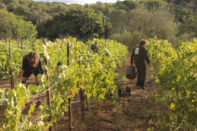Recuperació de la vinya a la Vall de Betlem