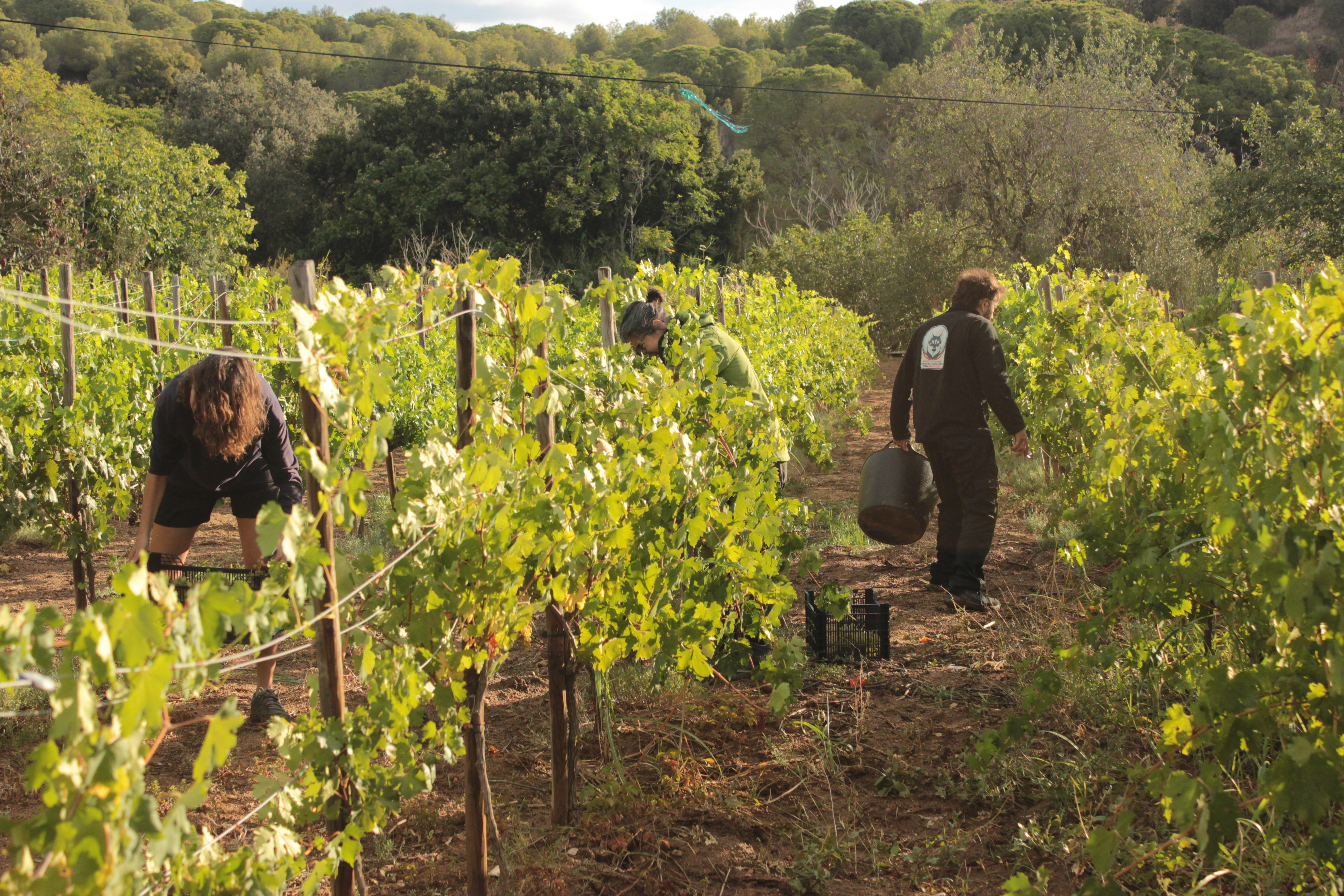 Recuperació de la vinya a la Vall de Betlem