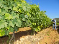 Masía de Can Coll. Canyet