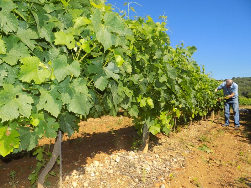 Masía de Can Coll. Canyet